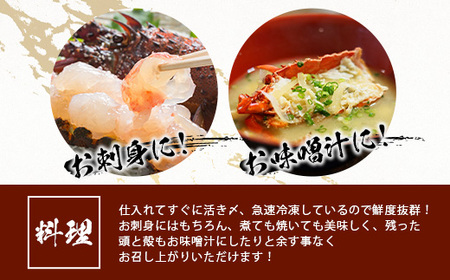 枕崎港水揚げ!　活〆冷凍 【伊勢海老】 2～4匹 計約2.2kg E0-14_魚介・海産物 伊勢海老 エビ いせえび 伊勢エビ_【配送不可地域：離島】【1470872】