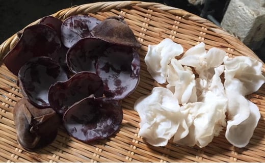 黒いきくらげと、黒いきくらげの突然変異である白いきくらげ「白美茸」