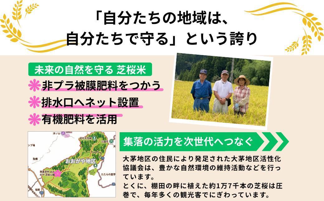《先行予約 2026年10月発送》【3回定期便】白米 10kg 令和8年産 コシヒカリ 岡山 「おおがや 芝桜米」 G-ag-BFZA