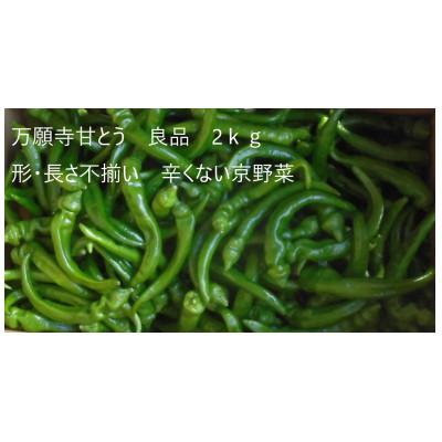 ふるさと納税 綾部市 「訳あり品」万願寺甘とう　2kg