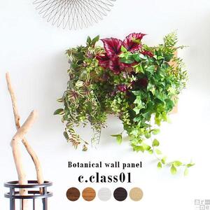 Botanical c.class 01　ブラウン
