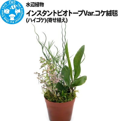 水辺植物 インスタントビオトープ コケ絨毯(ハイゴケ)(寄せ植え)|09_chm-a60101