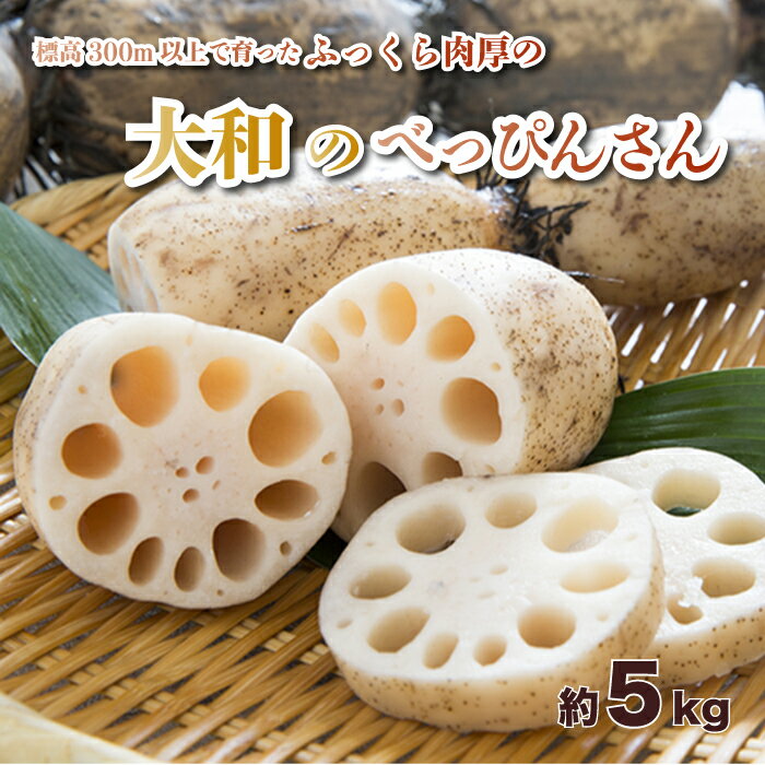 【ふるさと納税】洗い れんこん「大和のべっぴんさん」約5kg 贈答用 三原市大和町 レンコン ギフト 053001