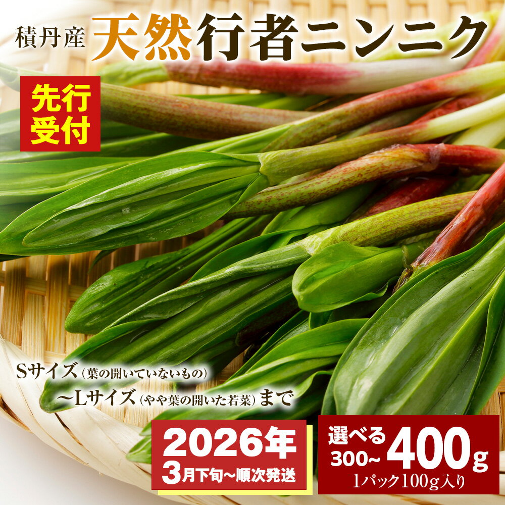 【ふるさと納税】「先行予約開始！」積丹産天然行者ニンニク 選べる300g・400g （1パック100g）北海道ふるさと納税 積丹町 ふるさと納税 北海道 山菜 行者ニンニク 北海道産