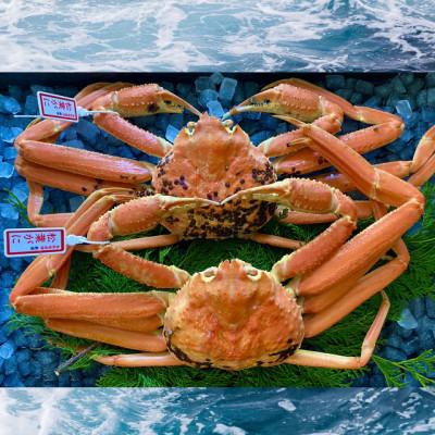 ふるさと納税 北栄町 【蒸し】ブランドタグ付き松葉ガニ大　800〜940g前後　2枚