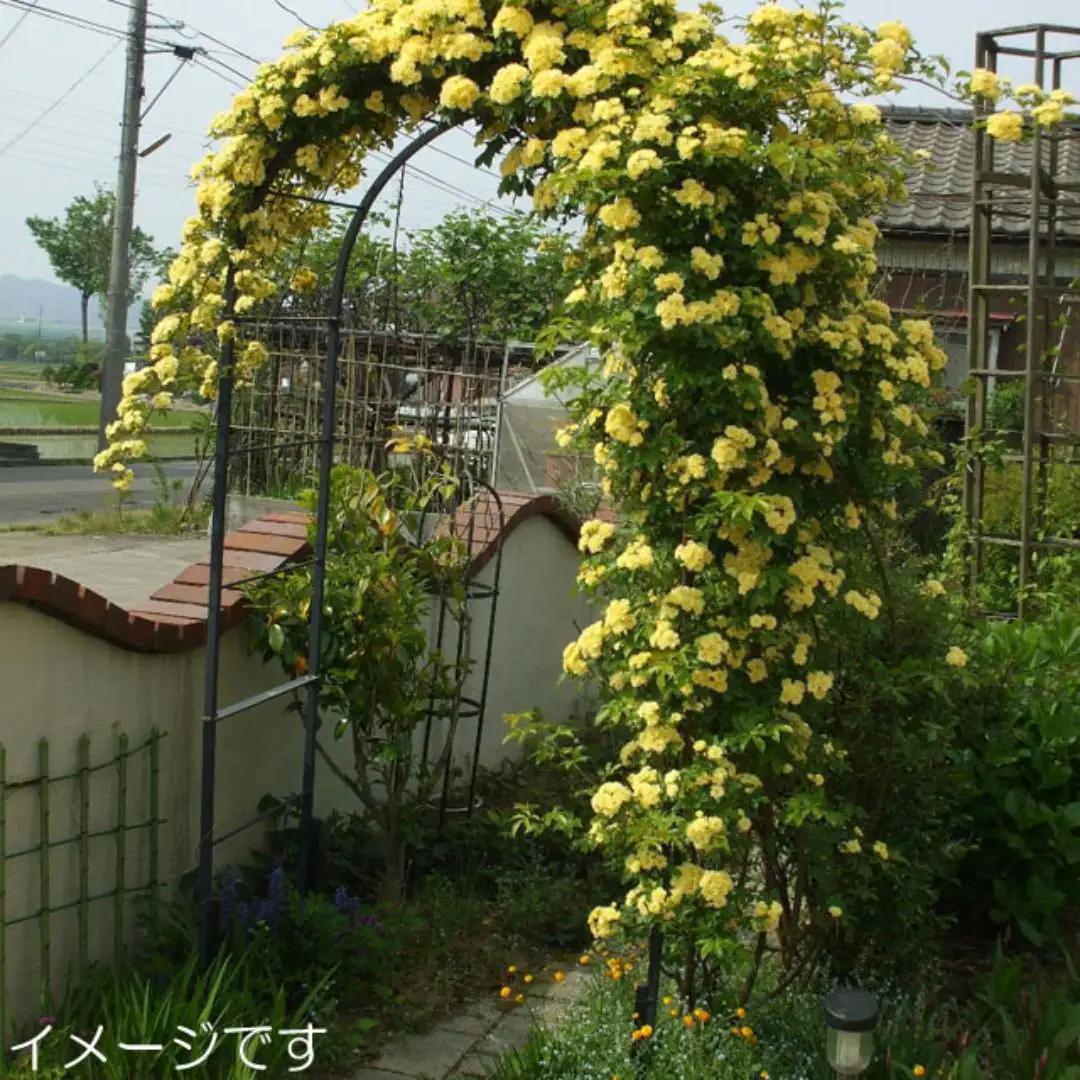 Green Garden 組立式 角パイプ製フラワーアーチ クレメント 160幅 ガーデニング シンプル 【103S001】