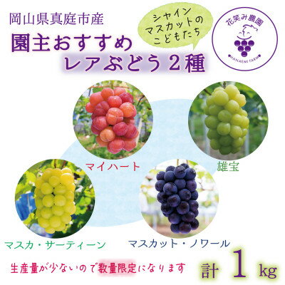 【ふるさと納税】岡山　花笑み農園『園主おすすめレアぶどう2種セット』～シャインの子供たち～　2M-1R　9月中下旬～【配送不可地域：離島】【1596843】
