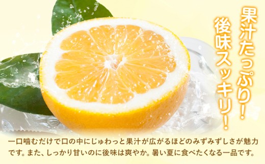 爽快柑橘 有田育ちの爽やか柑橘 ご家庭用 河内晩柑 3.5kg 有田マルシェ 先行予約《2027年4月上旬-5月下旬頃出荷》 和歌山県 日高町 晩柑 和製グレープフルーツ 訳あり 旬 柑橘 フルーツ 