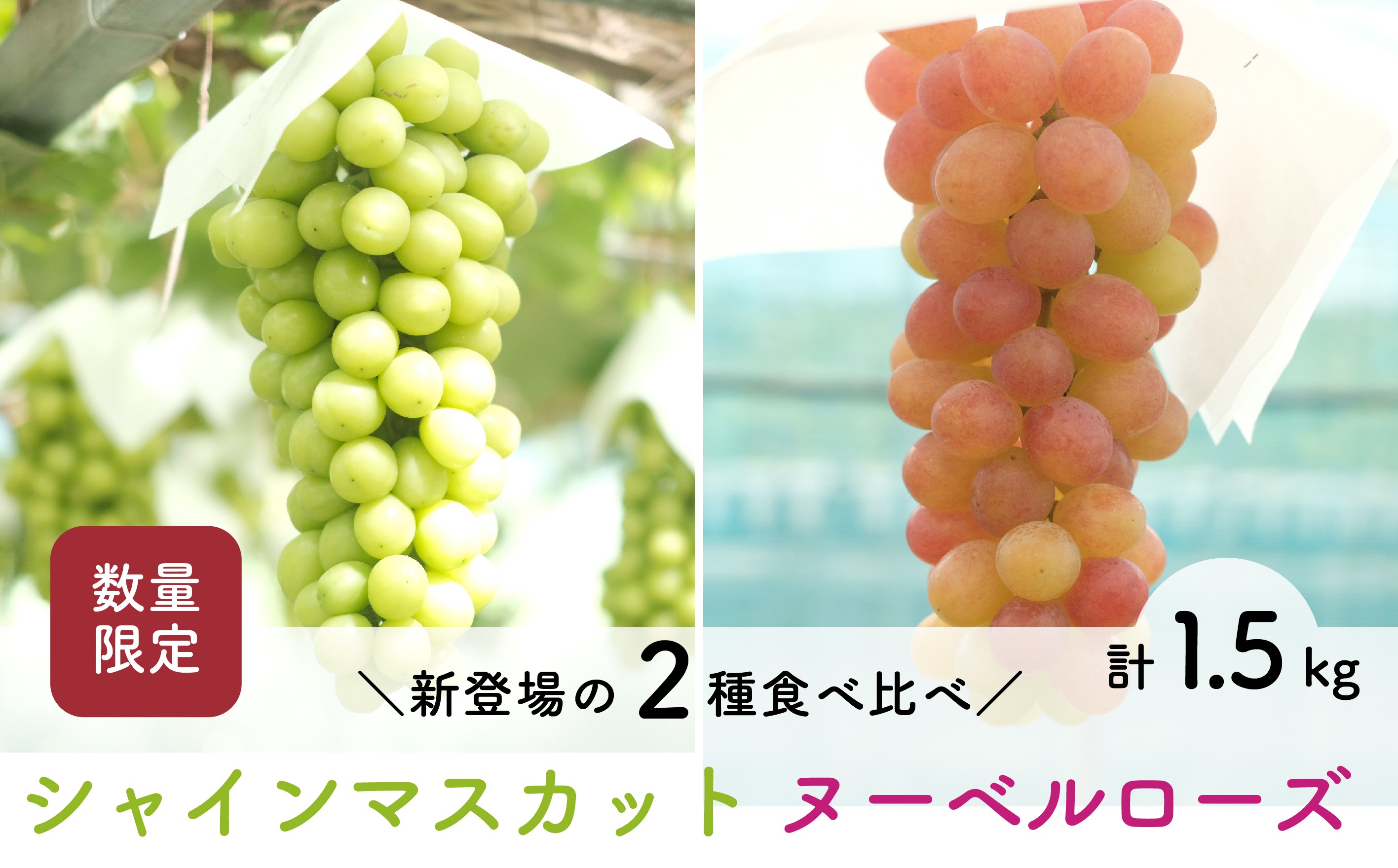 
            【先行予約・2025年8月末】数量限定 食べ比べ！ シャインマスカットとヌーベルローズ 合計約1.5kg 産地直送 農家直送 甘い 大きい 種なし ぶどう 果物
          