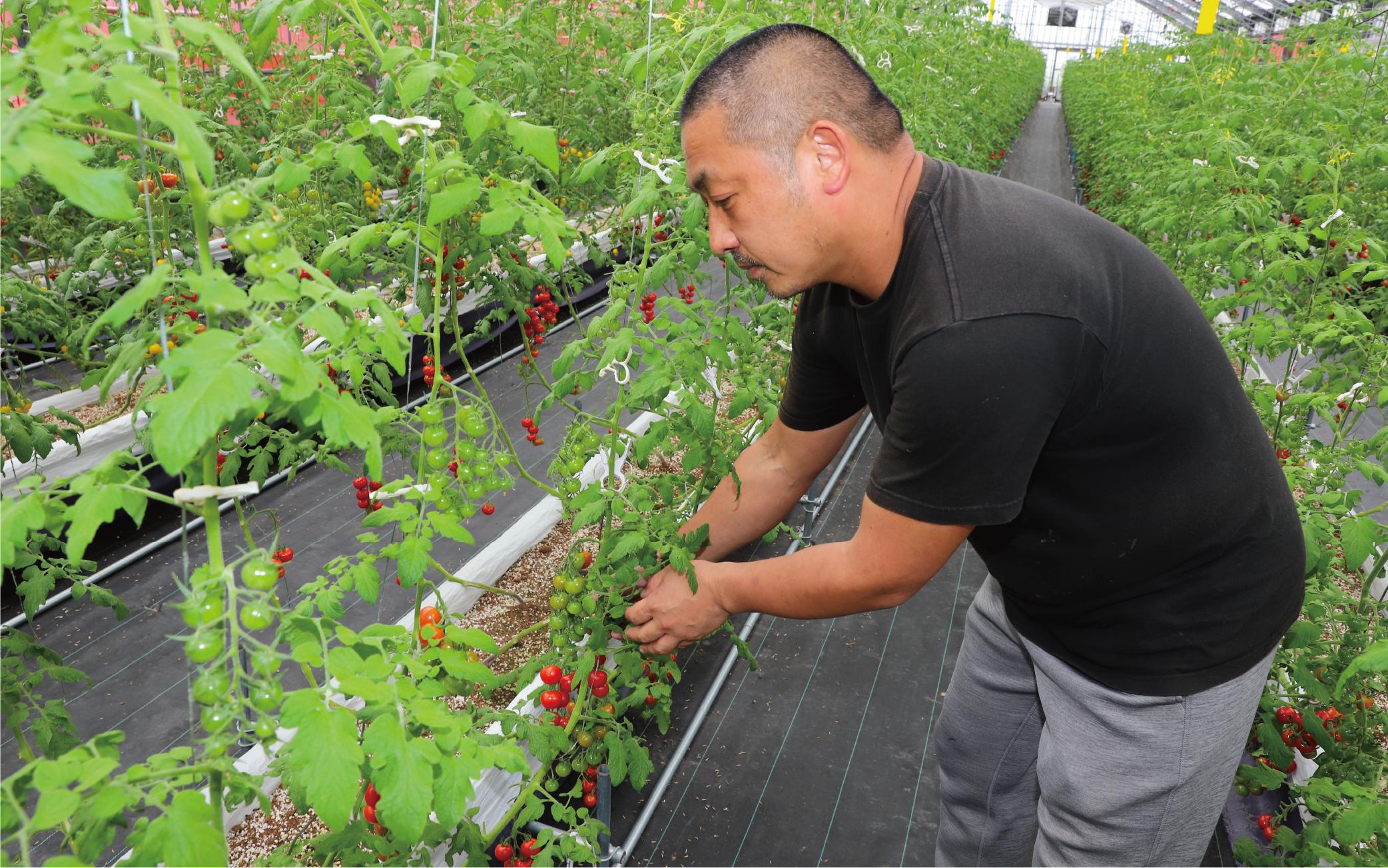 【2025年12月上旬～発送】【鹿児島県指宿市産】さくらんぼトマト 薩摩の恋心 35個入(シナジーブリーディング/010-373)トマト 美味しいトマト フルーツトマト サクランボ トマト ミニトマト