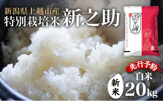 先行予約 令和8年 新米 新潟県上越市産 特別栽培米 新之助 20kg （5kg×4袋）お米 コメ  ふぁーむ大地