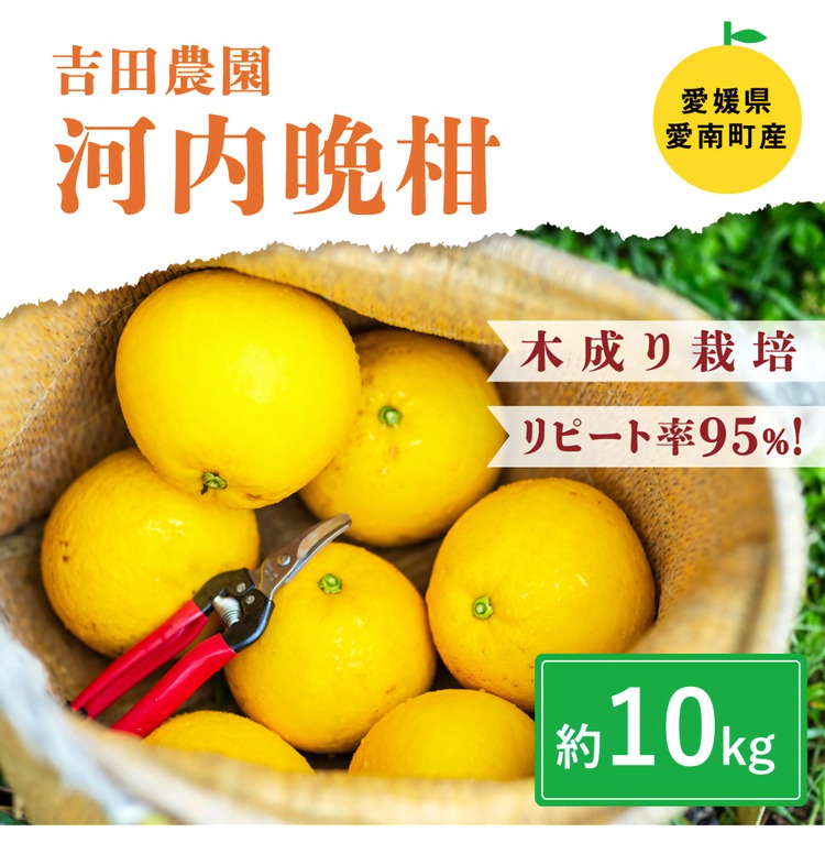 愛南産の河内晩柑10kg(約22～32個) ＜柑橘 希少 果物 国産 フルーツ みかん 蜜柑 和製 グレープフルーツ ブランド 愛媛 果実 ビタミン ＞ ※北海道・沖縄・離島への配送不可 ※2025年4月上旬～8月中旬頃に順次発送予定
