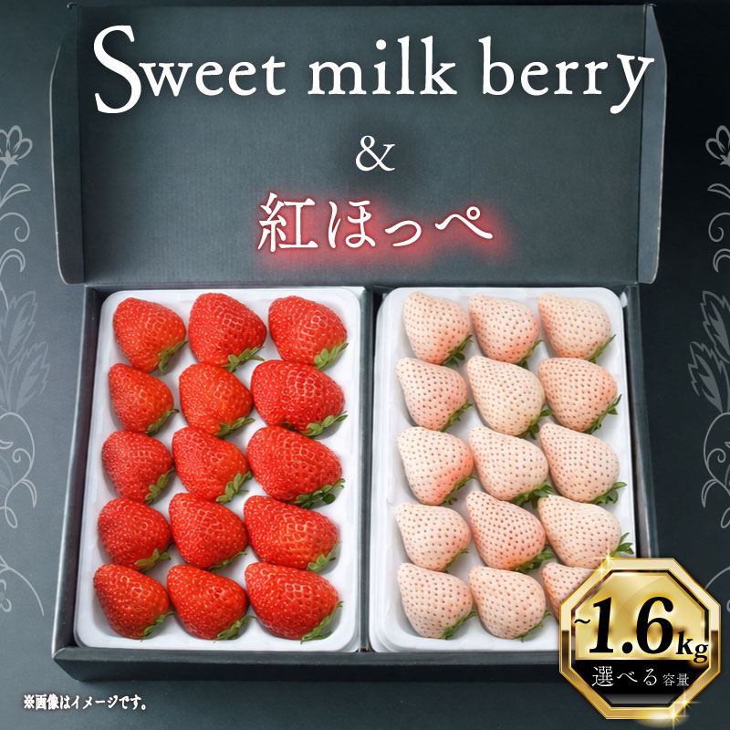 【ふるさと納税】 高級 紅白 いちご セット 白いちご 「Sweet milk berry」 赤いちご 「 紅ほっぺ 」 白× 1〜2パック 赤× 1〜2パック イチゴ 苺 べにほっぺ おすすめ オススメ 美味しい おいしい 贈答 ギフト プレゼント 贈り物 甘い お土産 贅沢 畠農宝 静岡県 牧之原市