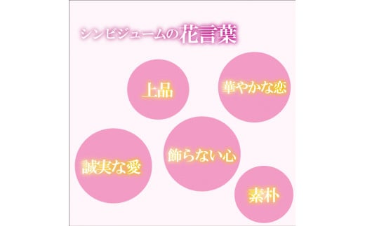 【12月から発送】シンビジューム 切り花 Lサイズ お花 花 はな フラワー ブーケ 花束 インテリア 鑑賞 洋ラン 鉢 栽培 園芸 ガーデニング 早期予約 KN013