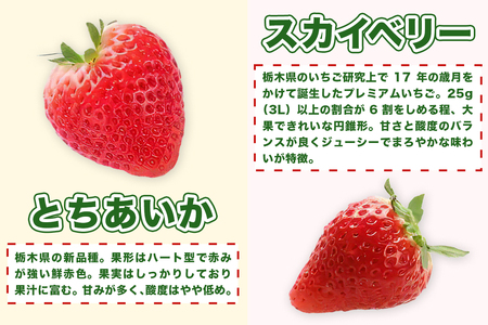 [先行予約] プレミアム『スカイベリー』＆『とちあいか』食べ比べセット 大粒のみ厳選 8粒から15粒詰 約420g×2箱 [2027年1月上旬より順次発送] [1029]