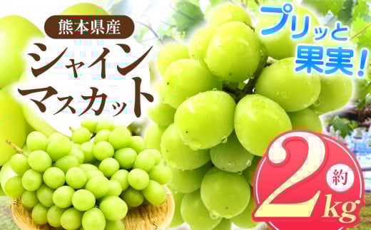 「 フルーツはぎお 」のシャインマスカット 約 2㎏ ｜ 果物 くだもの フルーツ ぶどう 葡萄 ブドウ シャインマスカット 旬 夏 熊本県 玉名市