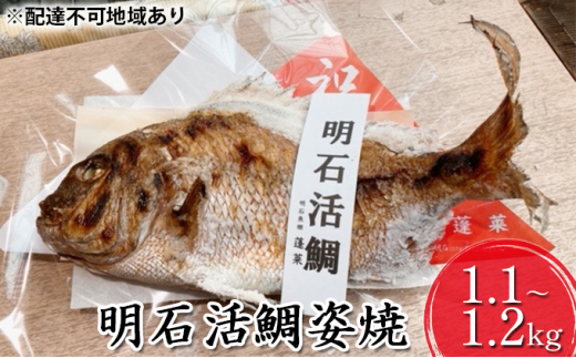 明石活鯛姿焼 1100～1200g[ 明石鯛 鯛 焼鯛 祝い鯛 お祝い ]