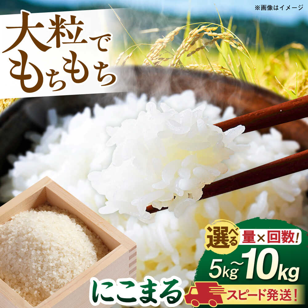 【ふるさと納税】【令和7年産】スピード発送！ 白米 5kg 10kg にこまる 玄米品質1等米 糸島市産 選べるキロ数とお届け回数 糸島市 / 糸島の恵み コメ こめ お米 ご飯[AGR001]常温 すぐ届く 最速 選べる定期便 お米 1万1千円 11000円