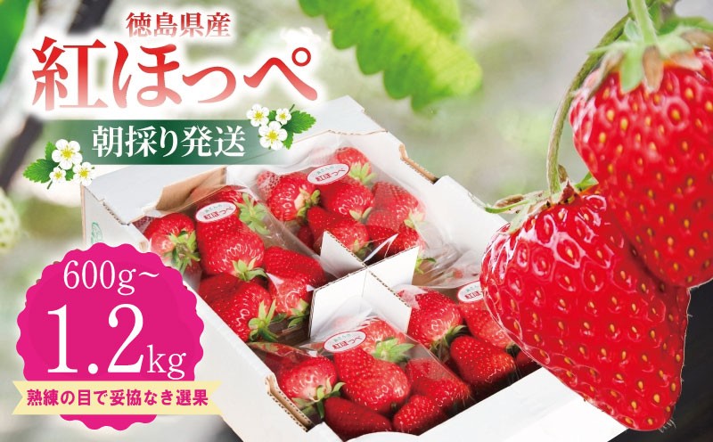 
                  いちご 紅ほっぺ約600g~約1.2kg ( 約300g × 2~4パック ) 苺 ストロベリー べにほっぺ 果物 フルーツ ベリー デザート スイーツ おやつ ケーキ ゼリー ジュース ジャム アイス シャーベット スムージー ヨーグルト クレープ タルト チョコ 大福 フルーツサンド ギフト プレゼント 朝摘み 贈答 お取り寄せ グルメ 冷蔵 送料無料 小松島 
                