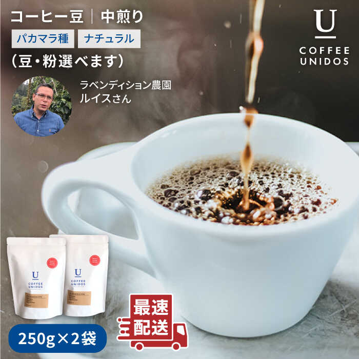 【ふるさと納税】中煎りコーヒー豆250g×2袋 (豆・粉選べます) ニカラグア産ラベンディション農園マラカツーラ種ナチュラル ≪糸島市≫【COFFEE UNIDOS】珈琲/カフェ/コーヒー粉/ [AQF001]17000円 常温