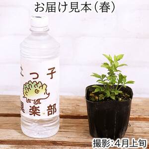 エルダーフラワー（西洋ニワトコ オーレア）9cmポット苗｜花苗 ギフト ガーデニング