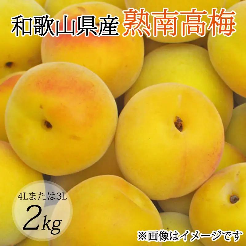 【梅干・梅酒用】（4Lまたは3L－2Kg）熟南高梅＜2027年6月上旬～7月上旬ごろに順次発送予定＞ 【art006B】
