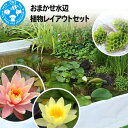 【ふるさと納税】おまかせ水辺植物レイアウトセット