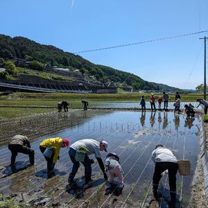 田んぼオーナー権 1口分 お米と農作業の体験付き つくえラボ【お米 チケット 体験チケット 農作業体験】　募集期間：2025年11月1日～2026年2月末