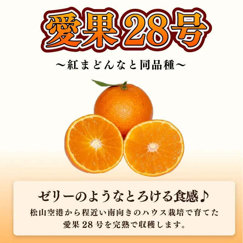 【2026年12月上旬頃から順次発送】 【特選】愛果28号 （ 紅まどんな と同品種）約3.0kg Lサイズ ｜あいか みかん 産地直送 国産 柑橘 愛媛県 松山市 瀬戸内ゆうき農場【SY054】