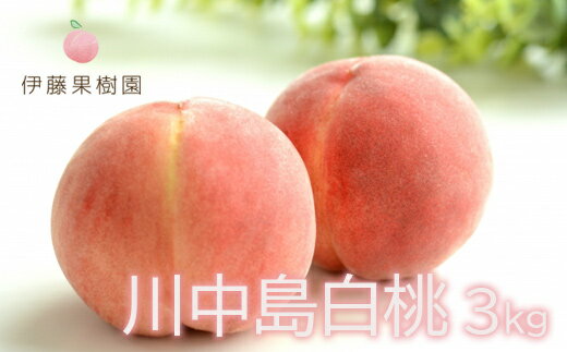 【ふるさと納税】No.1979 もも「川中島白桃」約3kg【2025年発送】