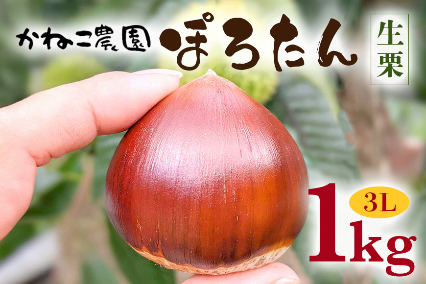 
            笠間の栗・かねこ農園の生栗「ぽろたん」1kg（3L） 栗 クリ くり 生栗 茨城県 笠間市
          