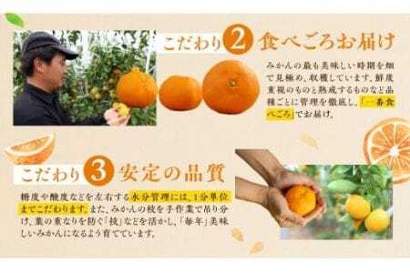 ≪先行予約≫ 濃厚ハウスみかん『蜜ツ星』秀品２kg（Mサイズ21玉）