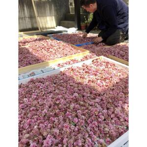 兼六園菊桜　手描加賀友禅染　反物　【淡い桜色】