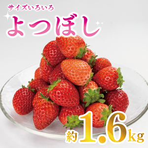 訳あり いちご 1.6kg 果物 フルーツ よつぼし 限定品 特別栽培 ストロベリー スイーツ お菓子 ケーキ 阿波市 徳島県