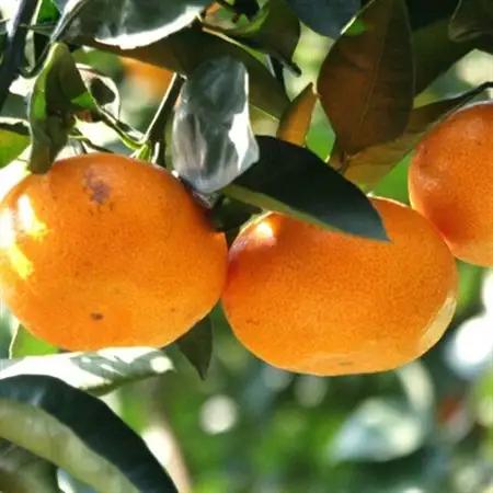 【訳あり・ご家庭用】和歌山由良町産のみかん約10kg(日高町)【1228288】
