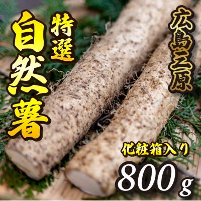 ふるさと納税 三原市 【先行受付】標高375mで採れた自然薯化粧箱入り800g[029-005]