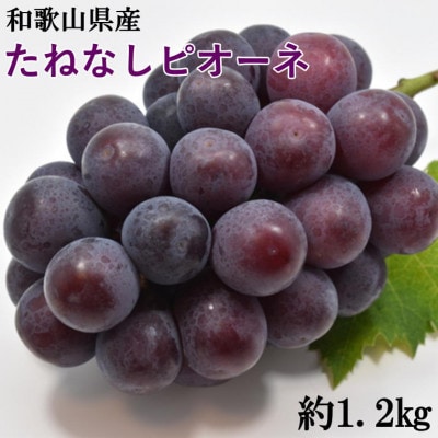 【新鮮・産直】和歌山県産たねなしピオーネ約1.2kg(2房～3房)(上富田町)【配送不可地域：離島・北海道・沖縄県】