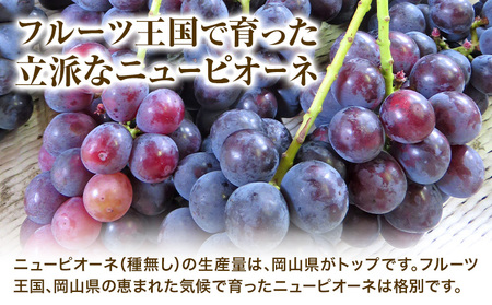 【先行予約】ニューピオーネ 2房 480g以上 加温栽培 有限会社ホーティカルチャー神島《7月中旬-8月中旬頃出荷》岡山県 浅口市 ぶどう ピオーネ フルーツ 旬 果物 国産 岡山県産 送料無料 冷蔵