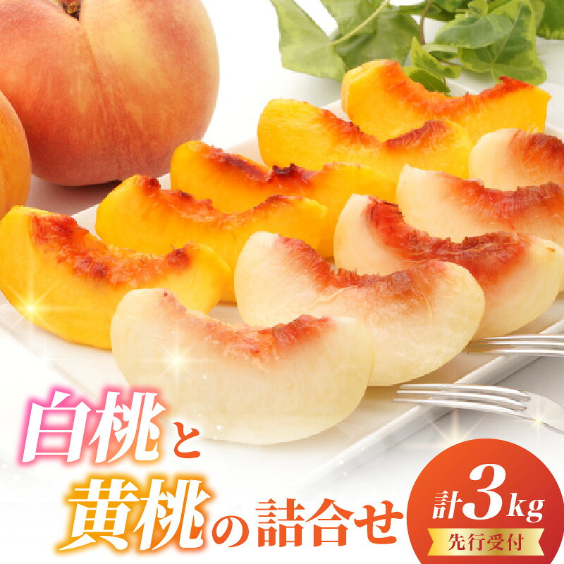 【ふるさと納税】《先行受付》白桃と黄桃詰合せ3kg【2026年8月頃より順次発送予定】 ふるさと納税 山形県 大江町 白桃 黄桃 桃 もも 食べ比べ フルーツ デザート