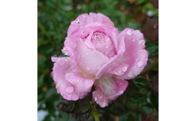 【Apple Roses】バラ苗『ラフ・メイカー』大苗6号ポット植え　 HNNH004