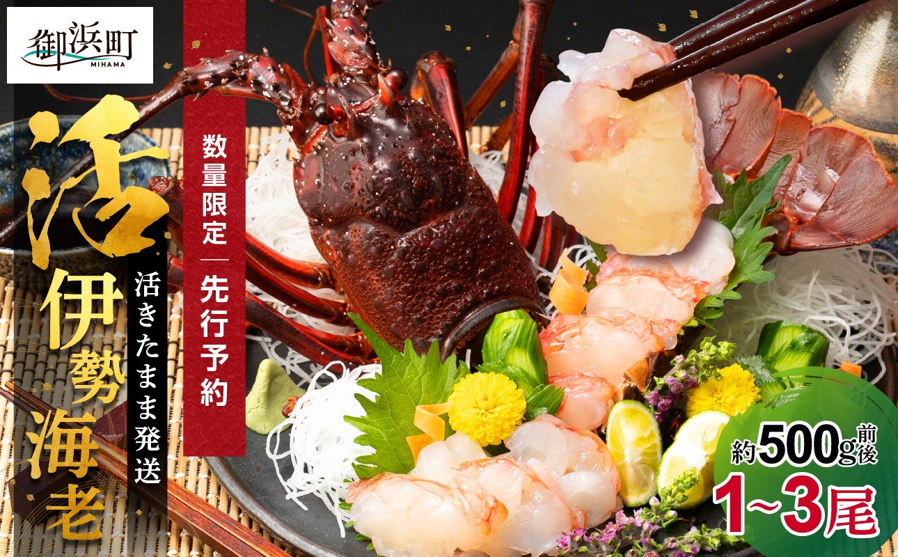 
                  ［日付指定できる！］文恵丸水産の熊野灘産活伊勢海老　御浜コース 1～3尾 約500g前後【魚介 伊勢えび 伊勢海老 海老 えび 活き 三重県 御浜町】
                