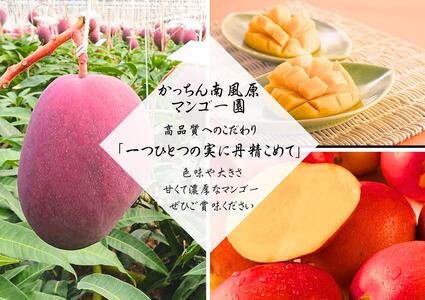 高品質マンゴー　秀品　約2kg（3～5玉）【かっちん南風原マンゴー園】【2027年発送】