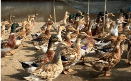 アイガモ栽培 コシヒカリ 10kg （5kg×2袋）