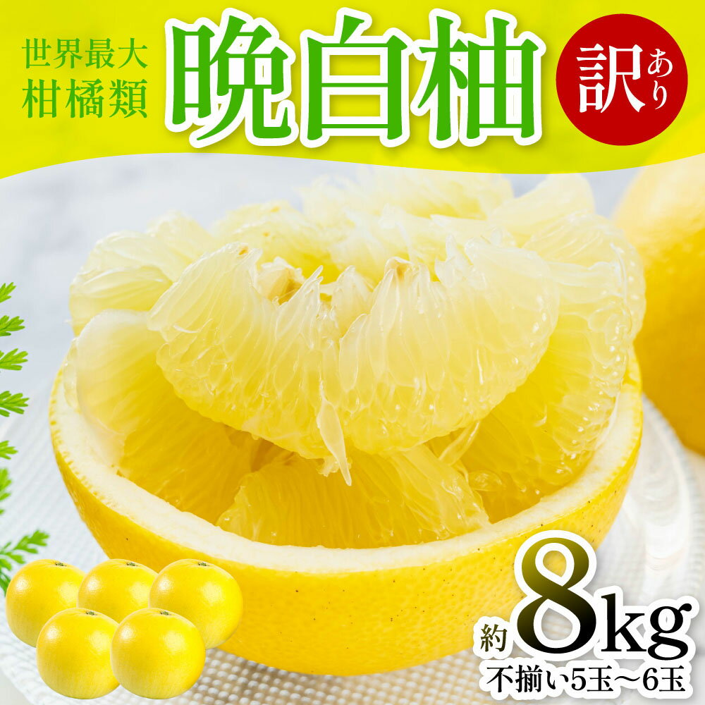 【ふるさと納税】【先行予約】 晩白柚 （訳あり：不揃い5～6玉）約8kg 柑橘 果物 フルーツ 熊本県産 ばんぺいゆ フルーツ 柑橘 特産品 送料無料 【2026年1月上旬より順次発送】