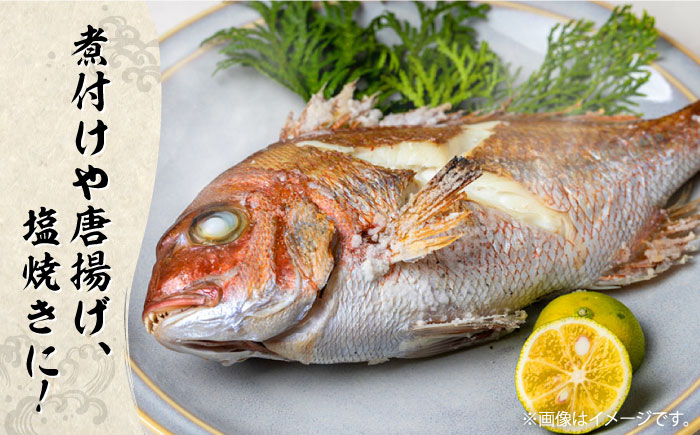 朝どれ 鮮魚 詰め合わせ 3種（2〜3人前） 下処理 あり / アジ アラカブ タイ カワハギ など  魚 新鮮 セット 冷蔵 産地直送 下処理済み / 南島原市 / 美吉屋 [SDW003]