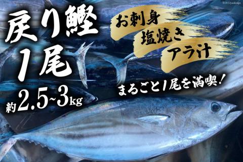 【期間限定発送】戻り鰹 1尾 約2.5～3kg [さんりくみらい 宮城県 気仙沼市 20564216] 生鮮 かつお 鮮魚 季節限定