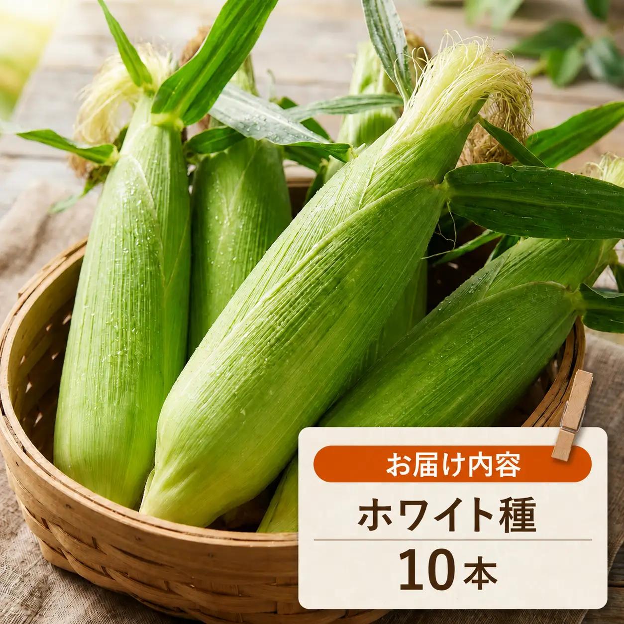 【先行予約】（2026年11月~順次発送）【とうもろこし】 (ホワイト種 10本) 高知県産 とうもろこし