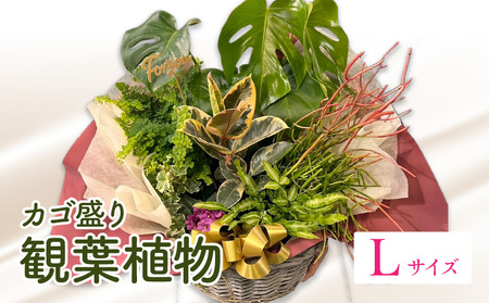 観葉植物 カゴ盛り Lサイズ インテリア 室内 花