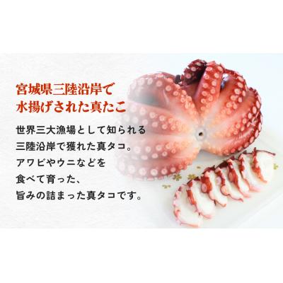 ふるさと納税 石巻市 真たこ ボイル  約1kg 蛸 たこ タコ ボイル済み 冷凍 小分け CAS凍結 海鮮 魚介類 |  | 01