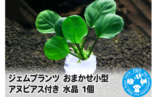 ジェムプランツ おまかせ小型アヌビアス付き 水晶 1個 [株式会社チャーム charm ジェムプランツ 宝石 水晶 レイアウト素材 形状お任せ おまかせ 植物 観葉植物 インテリア]